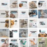 Pack Canva Veterinário Pet Shop Petshop 2.0 Template Canva 25 Artes + Bônus 12 Pack Canva Veterinário Pet Shop Petshop 2.0 Template Canva 25 Artes + Bônus